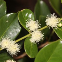 Psidium cattleyanum Sabine